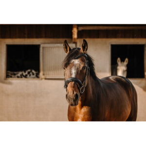 Eric Thomas - Bridon bat noir