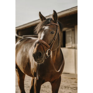 Licol + Longe Norton Large