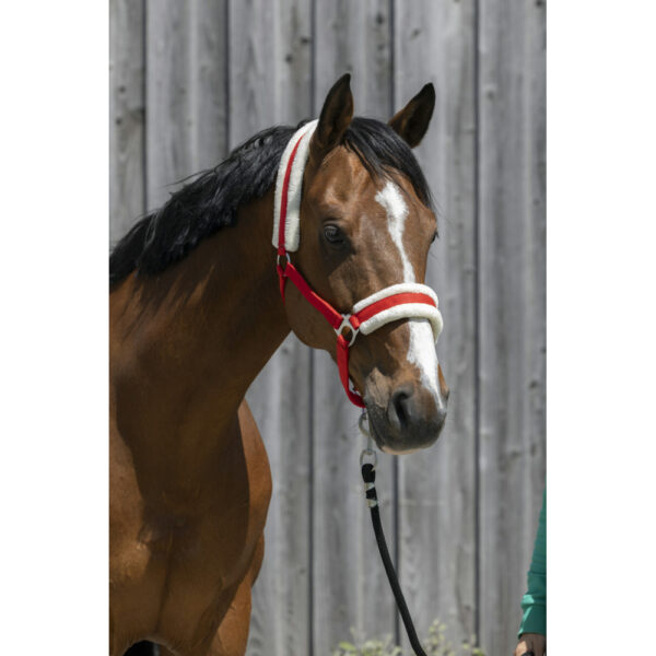 Licol Riding World mouton synthétique