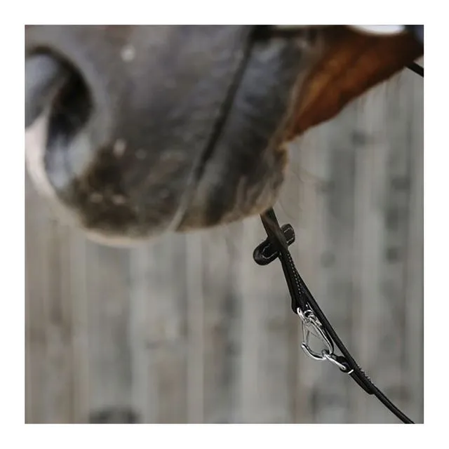 Enrênement Thiedeman Norton Pro Havane