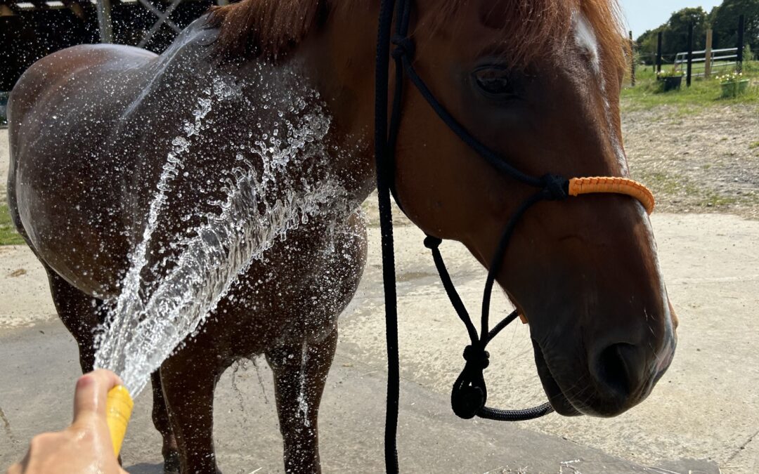 Fortes chaleurs : protéger son cheval pendant la canicule